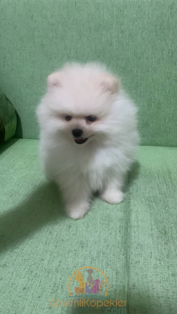 satılık Pomeranian üçüncü fotoğrafı