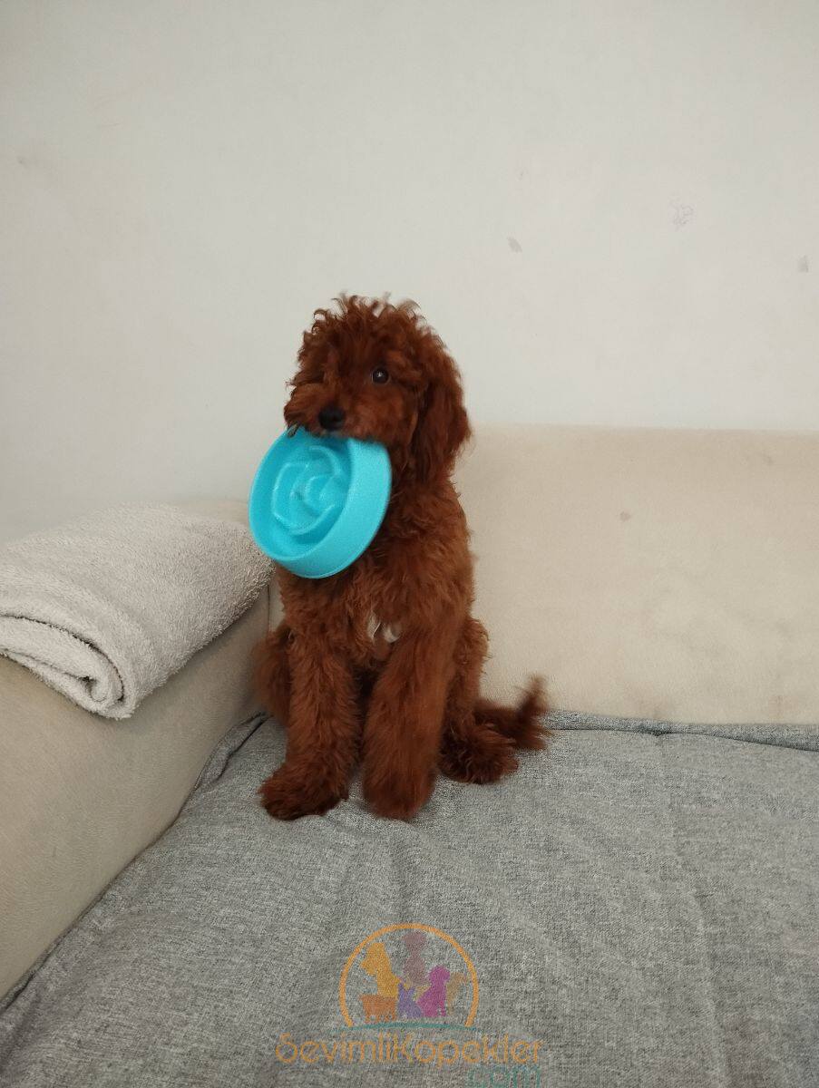 satılık Poodle Toy fiyatı