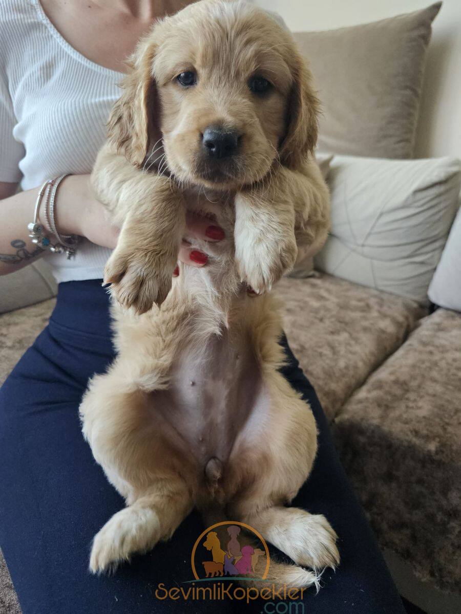 satılık Golden Retriever beşinci fotoğrafı