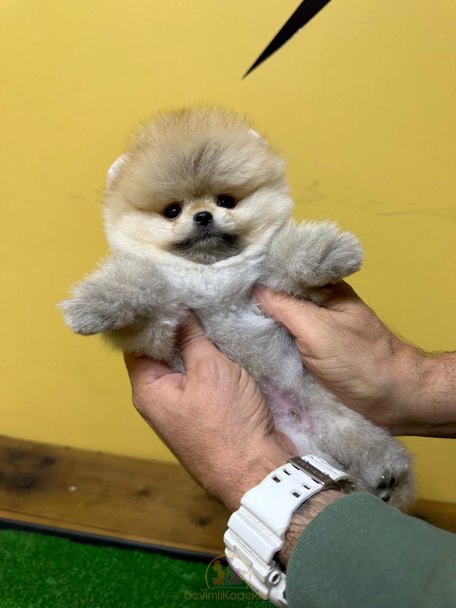 satılık Pomeranian ikinci fotoğrafı