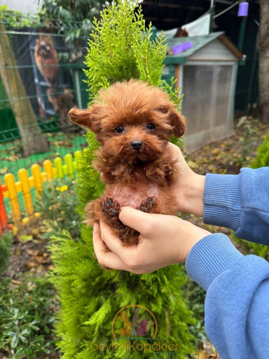 satılık Micro Poodle fiyatı