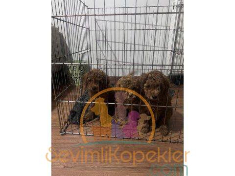 satılık Poodle Toy ikinci fotoğrafı