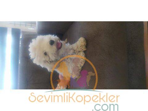 satılık Poodle Toy ikinci fotoğrafı