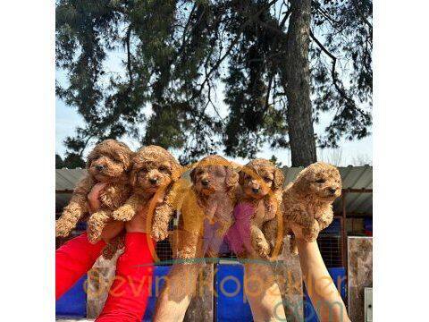 satılık Poodle Toy ikinci fotoğrafı