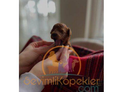 satılık Poodle Toy dördüncü fotoğrafı