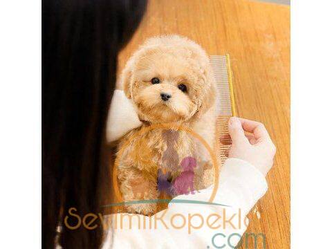 satılık Poodle Toy ikinci fotoğrafı