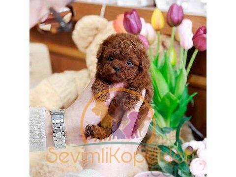 satılık Poodle Toy ikinci fotoğrafı