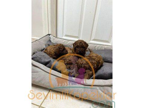 satılık Poodle Toy üçüncü fotoğrafı