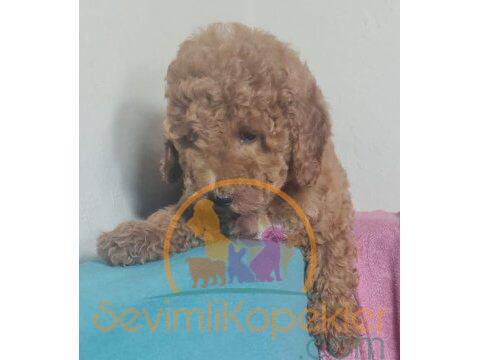 satılık Poodle Toy fiyatı