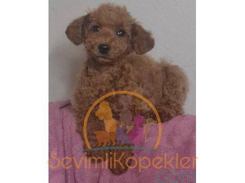 satılık Poodle Toy dördüncü fotoğrafı