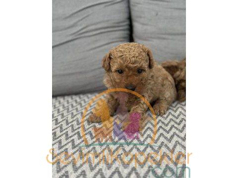 satılık Poodle Toy ikinci fotoğrafı