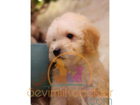 satılık Poodle Toy ikinci fotoğrafı