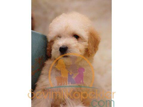 satılık Poodle Toy dördüncü fotoğrafı