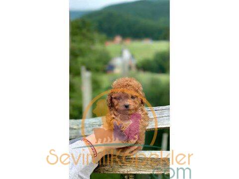 satılık Poodle Toy üçüncü fotoğrafı