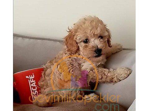 satılık Poodle Toy ikinci fotoğrafı