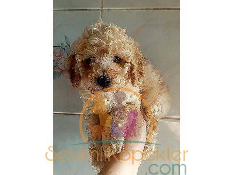 satılık Poodle Toy dördüncü fotoğrafı