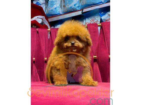 satılık Poodle Toy üçüncü fotoğrafı