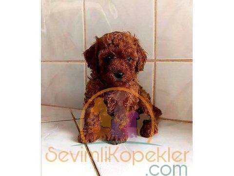 satılık Poodle Toy ikinci fotoğrafı