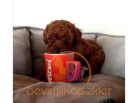 satılık Poodle Toy üçüncü fotoğrafı