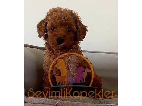 satılık Poodle Toy fiyatı