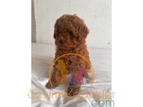 satılık Poodle Toy fiyatı