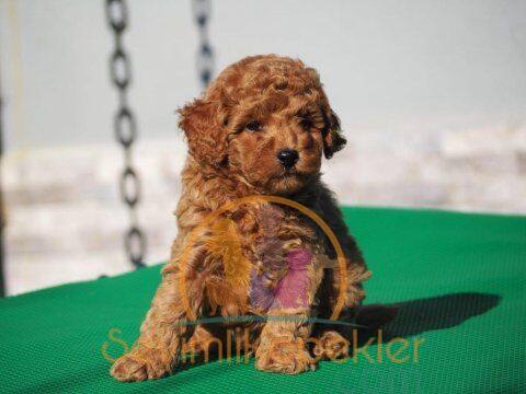 satılık Poodle Toy ikinci fotoğrafı