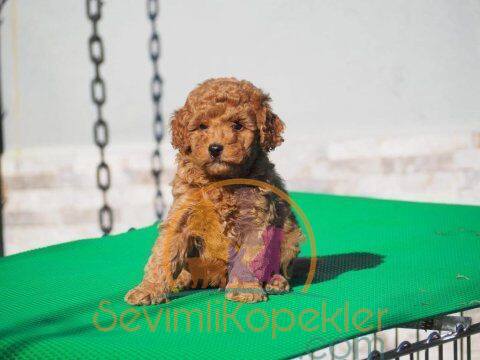 satılık Poodle Toy üçüncü fotoğrafı