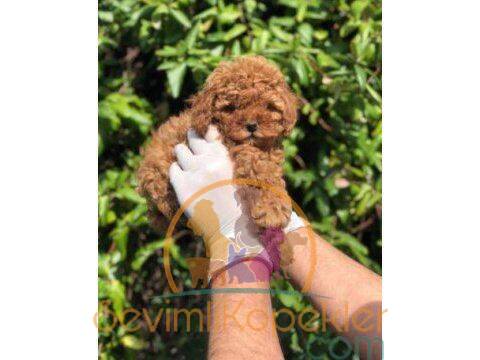 satılık Poodle Toy ikinci fotoğrafı