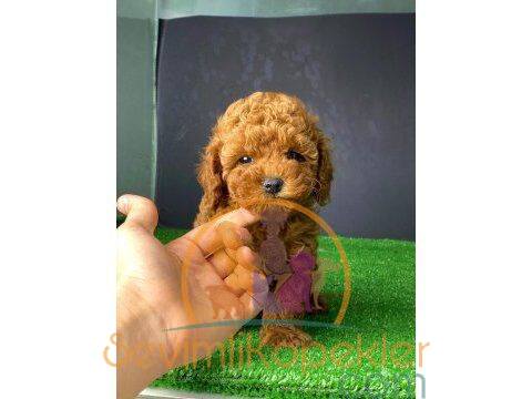 satılık Poodle Toy fiyatı