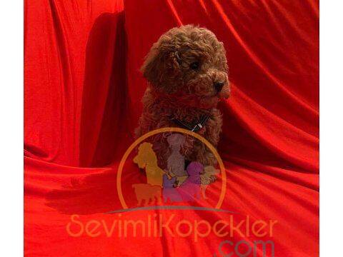 satılık Poodle Toy üçüncü fotoğrafı