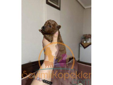 satılık Poodle Toy üçüncü fotoğrafı