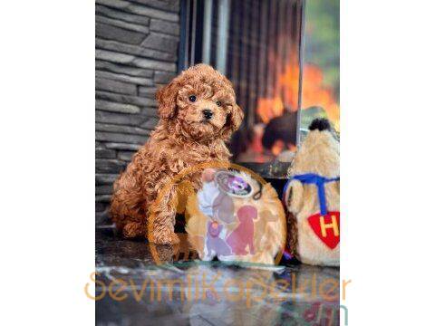 satılık Poodle Toy ikinci fotoğrafı