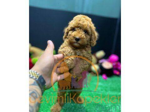 satılık Poodle Toy ikinci fotoğrafı