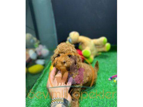 satılık Poodle Toy üçüncü fotoğrafı