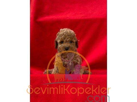 satılık Poodle Toy ikinci fotoğrafı