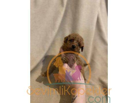 satılık Poodle Toy ikinci fotoğrafı