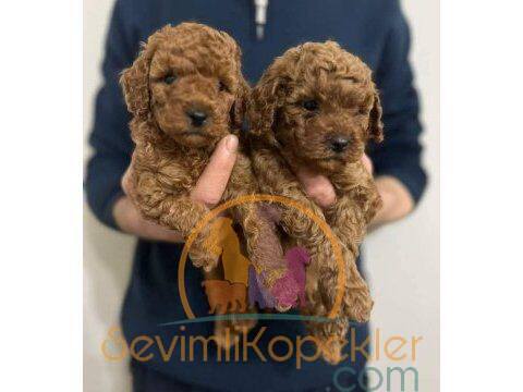 satılık Poodle Toy ikinci fotoğrafı