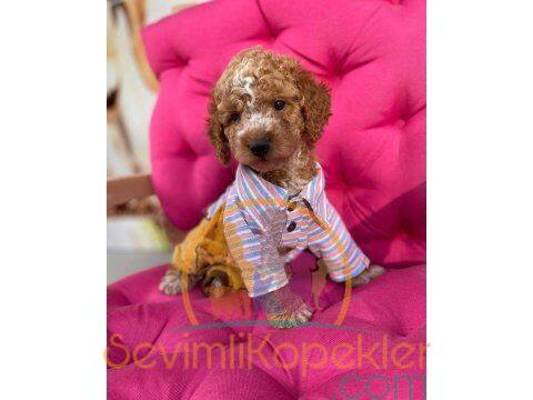 satılık Poodle Toy fiyatı