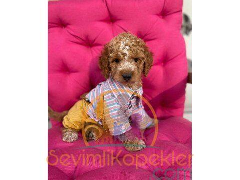 satılık Poodle Toy ikinci fotoğrafı