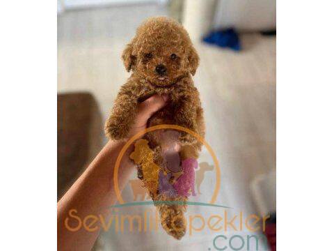 satılık Poodle Toy fiyatı