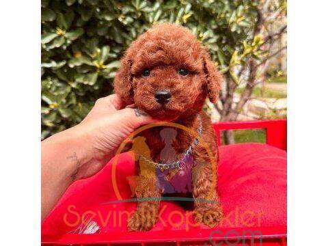 satılık Poodle Toy fiyatı