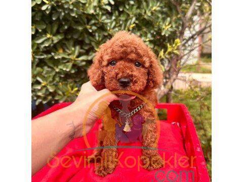 satılık Poodle Toy ikinci fotoğrafı