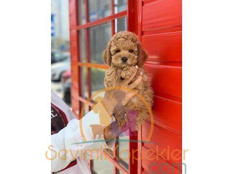 satılık Poodle Toy üçüncü fotoğrafı