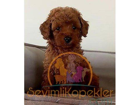 satılık Poodle Toy ikinci fotoğrafı