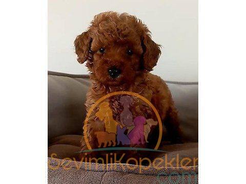 satılık Poodle Toy üçüncü fotoğrafı