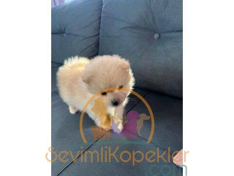 satılık Pomeranian ikinci fotoğrafı