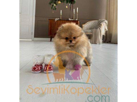 satılık Poodle Toy ikinci fotoğrafı