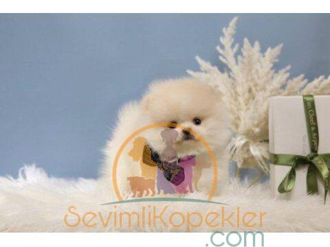 satılık Pomeranian üçüncü fotoğrafı