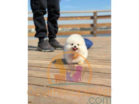 satılık Pomeranian ikinci fotoğrafı