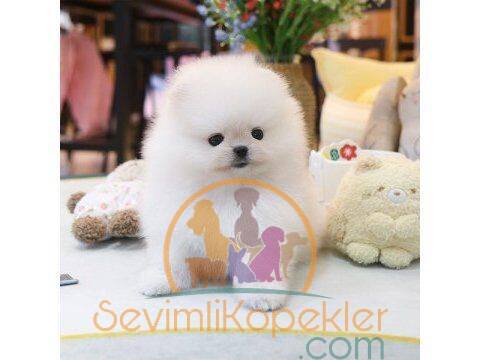 satılık Pomeranian fiyatı